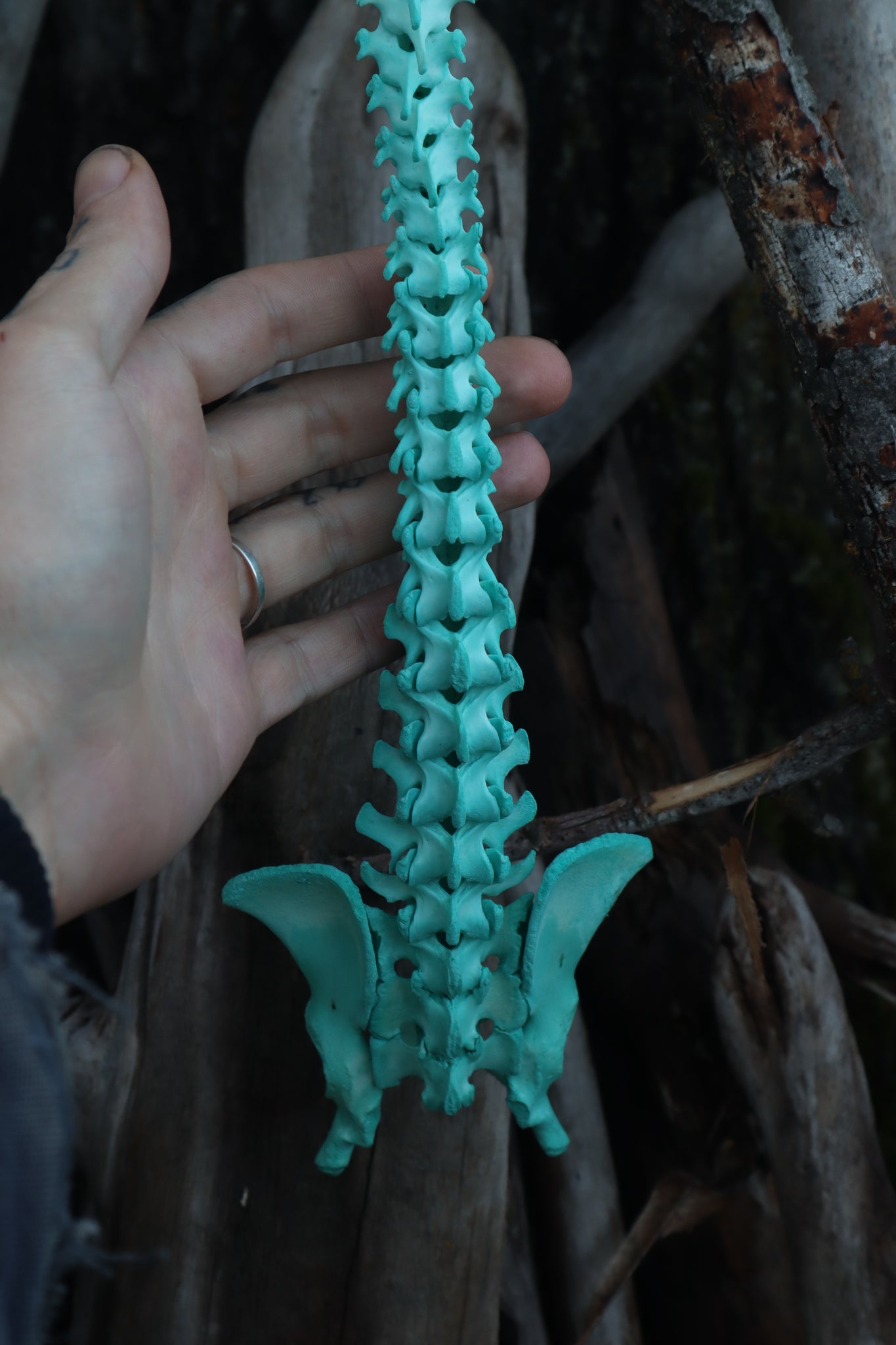 Copper Porcupine Spinal Column Articulation