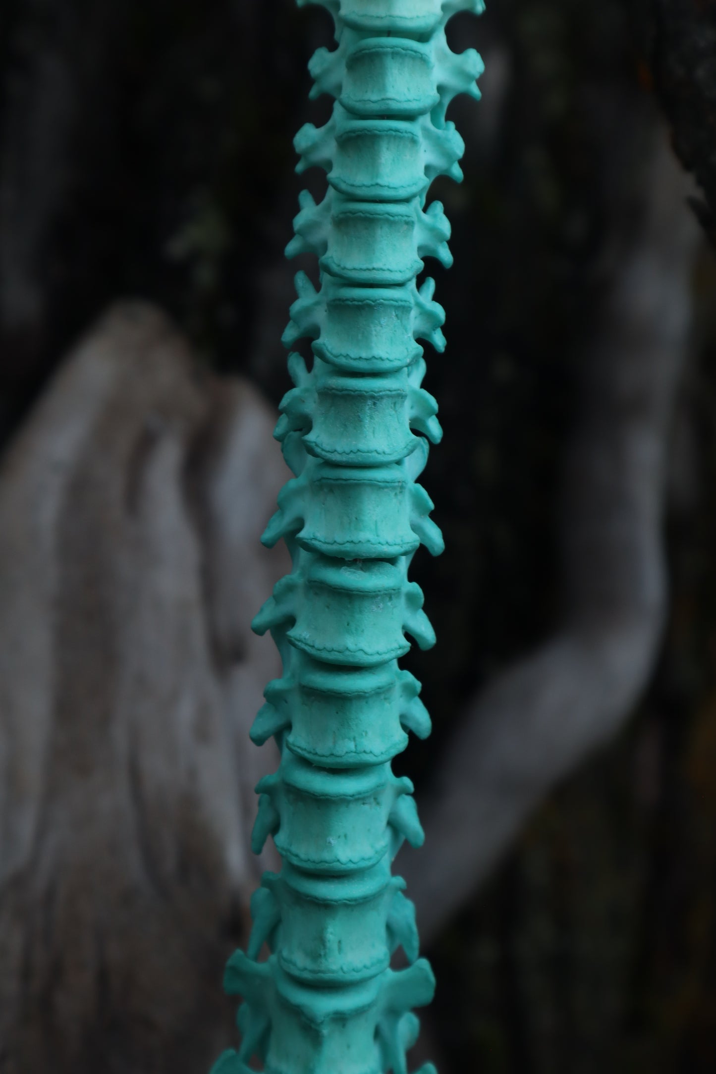 Copper Porcupine Spinal Column Articulation