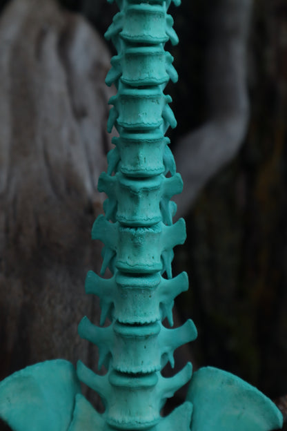 Copper Porcupine Spinal Column Articulation