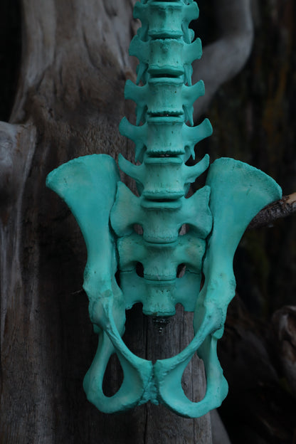 Copper Porcupine Spinal Column Articulation