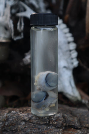 Red Fox Eyeballs Wet Specimen