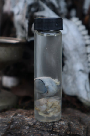 Red Fox Eyeballs Wet Specimen