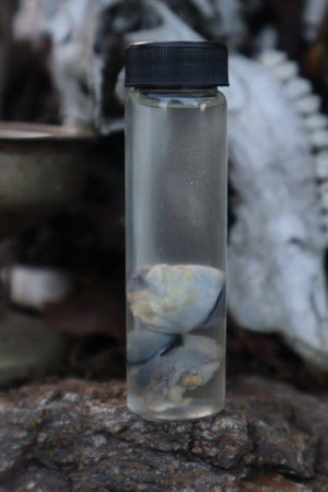 Red Fox Eyeballs Wet Specimen