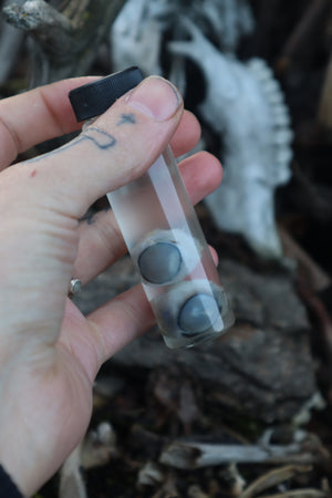 Red Fox Eyeballs Wet Specimen