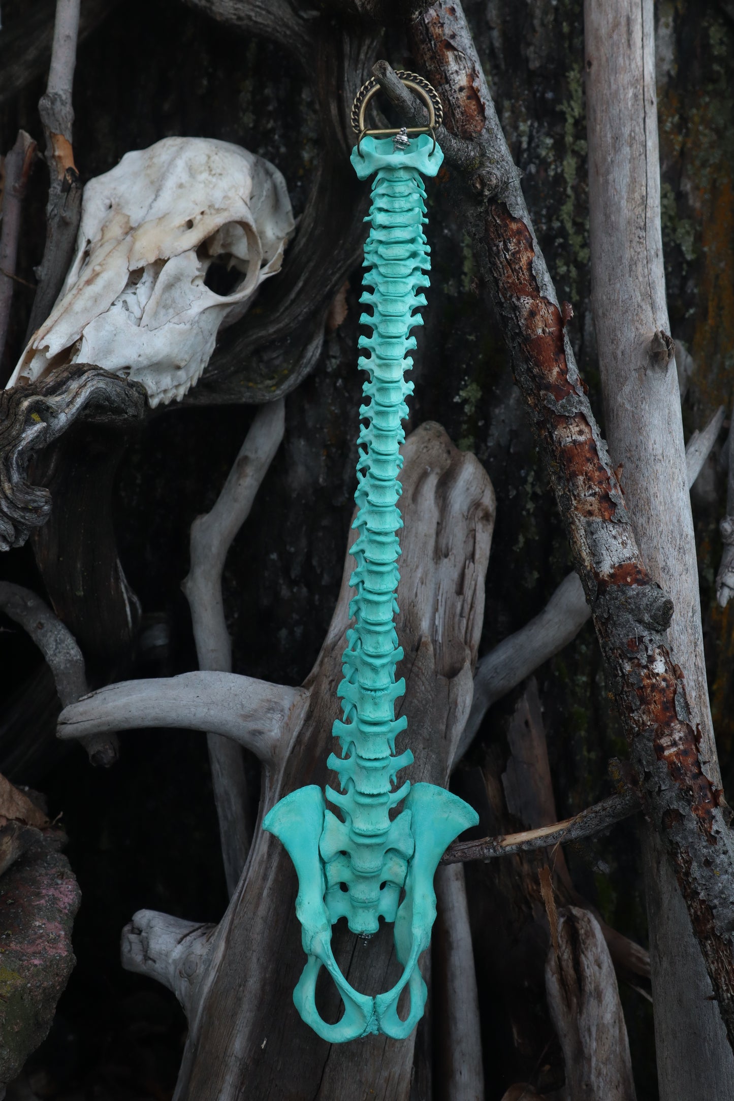 Copper Porcupine Spinal Column Articulation
