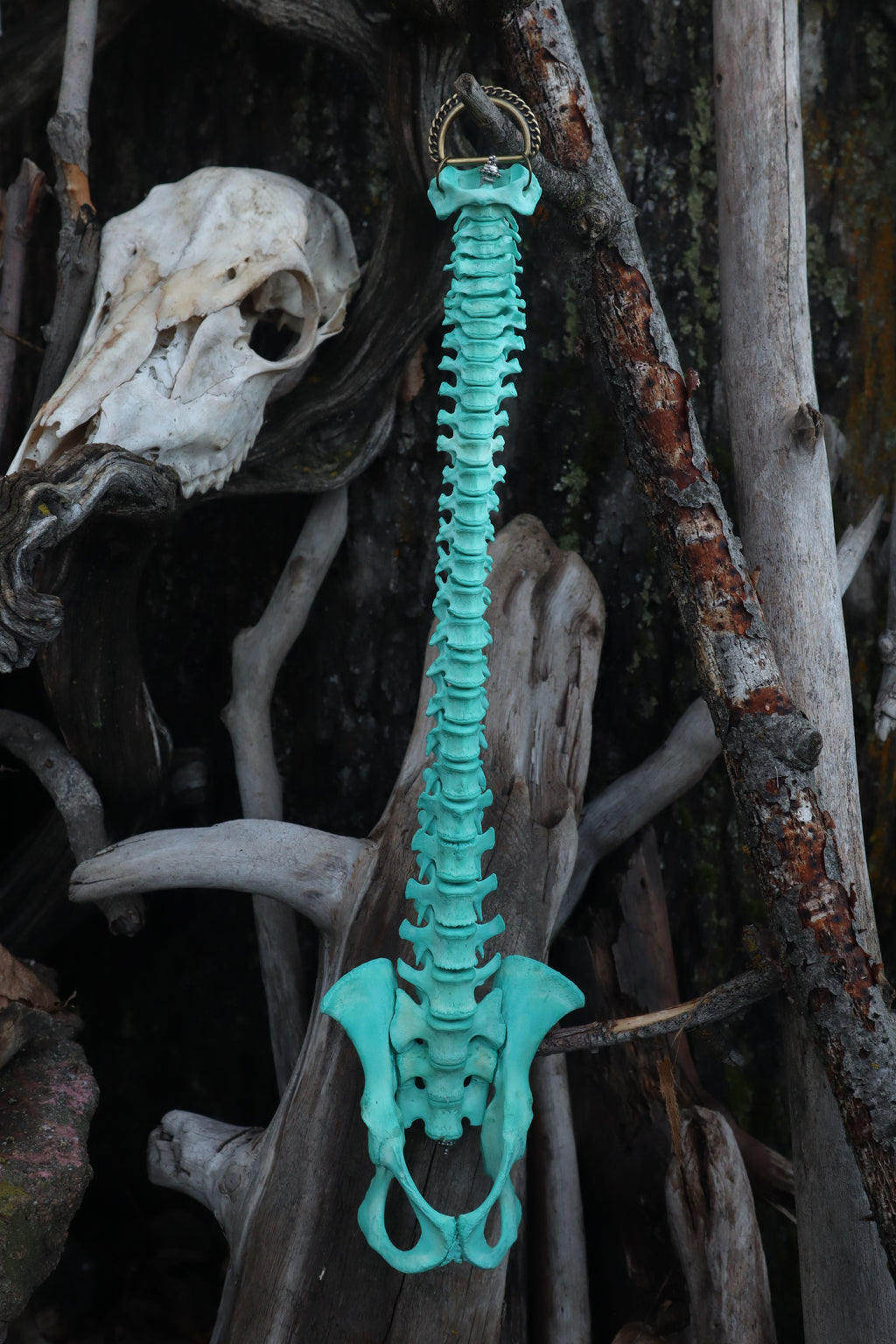 Copper Porcupine Spinal Column Articulation