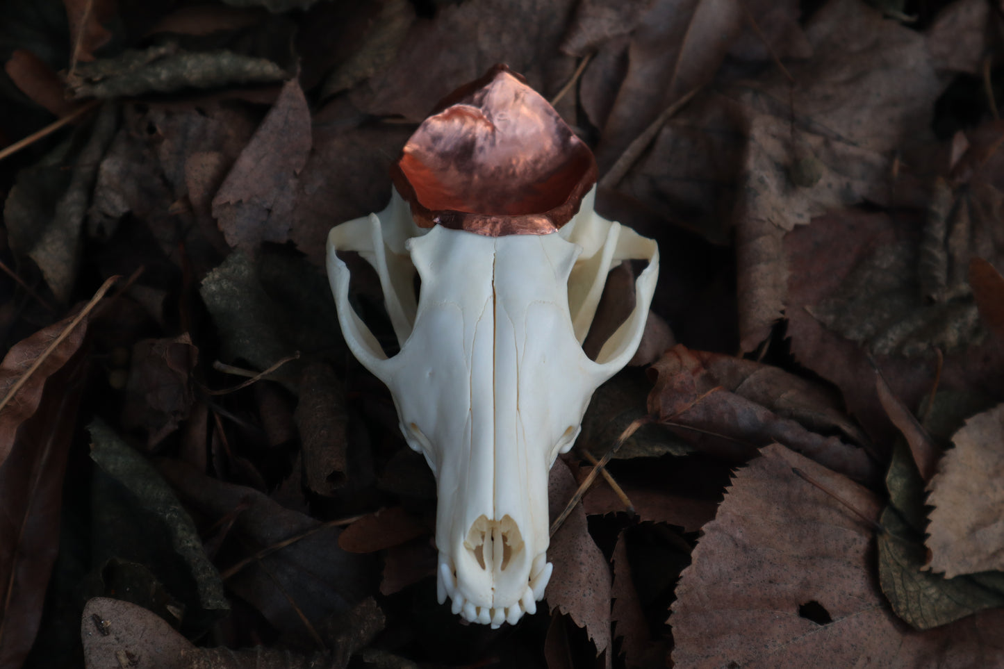 Copper Red Fox Skull Offering Bowl