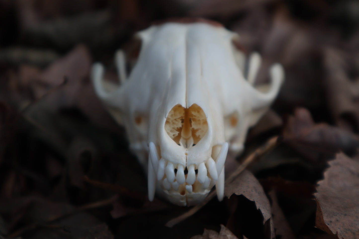 Copper Red Fox Skull Offering Bowl