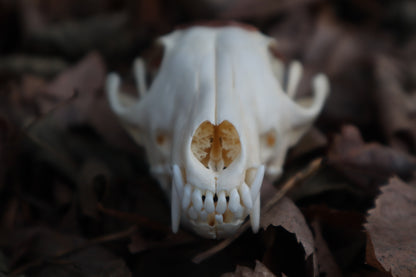 Copper Red Fox Skull Offering Bowl