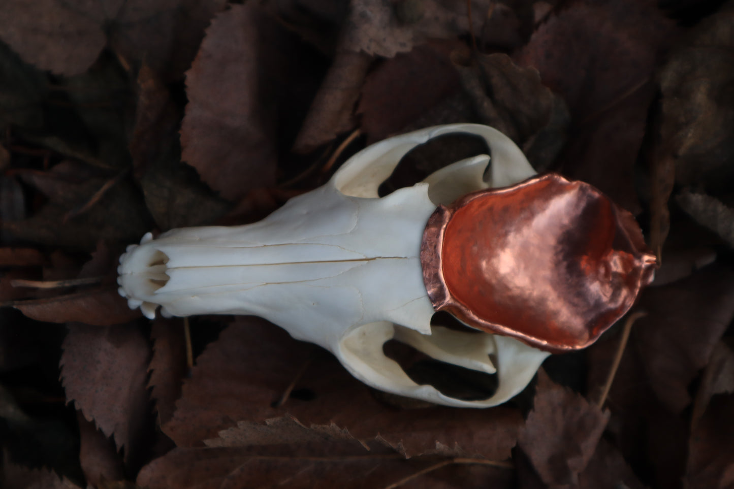 Copper Red Fox Skull Offering Bowl