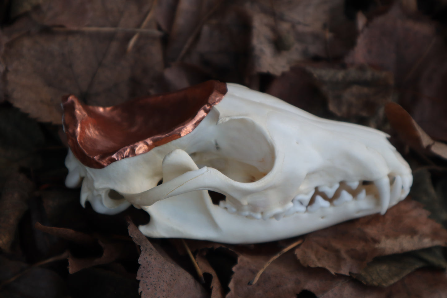 Copper Red Fox Skull Offering Bowl