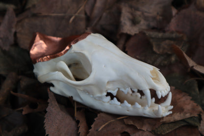 Copper Red Fox Skull Offering Bowl