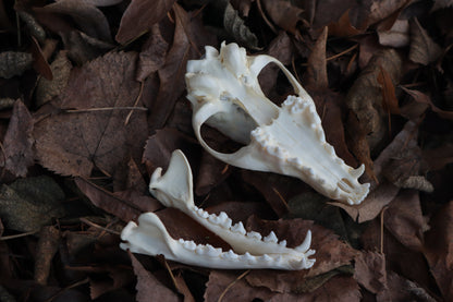 Copper Red Fox Skull Offering Bowl