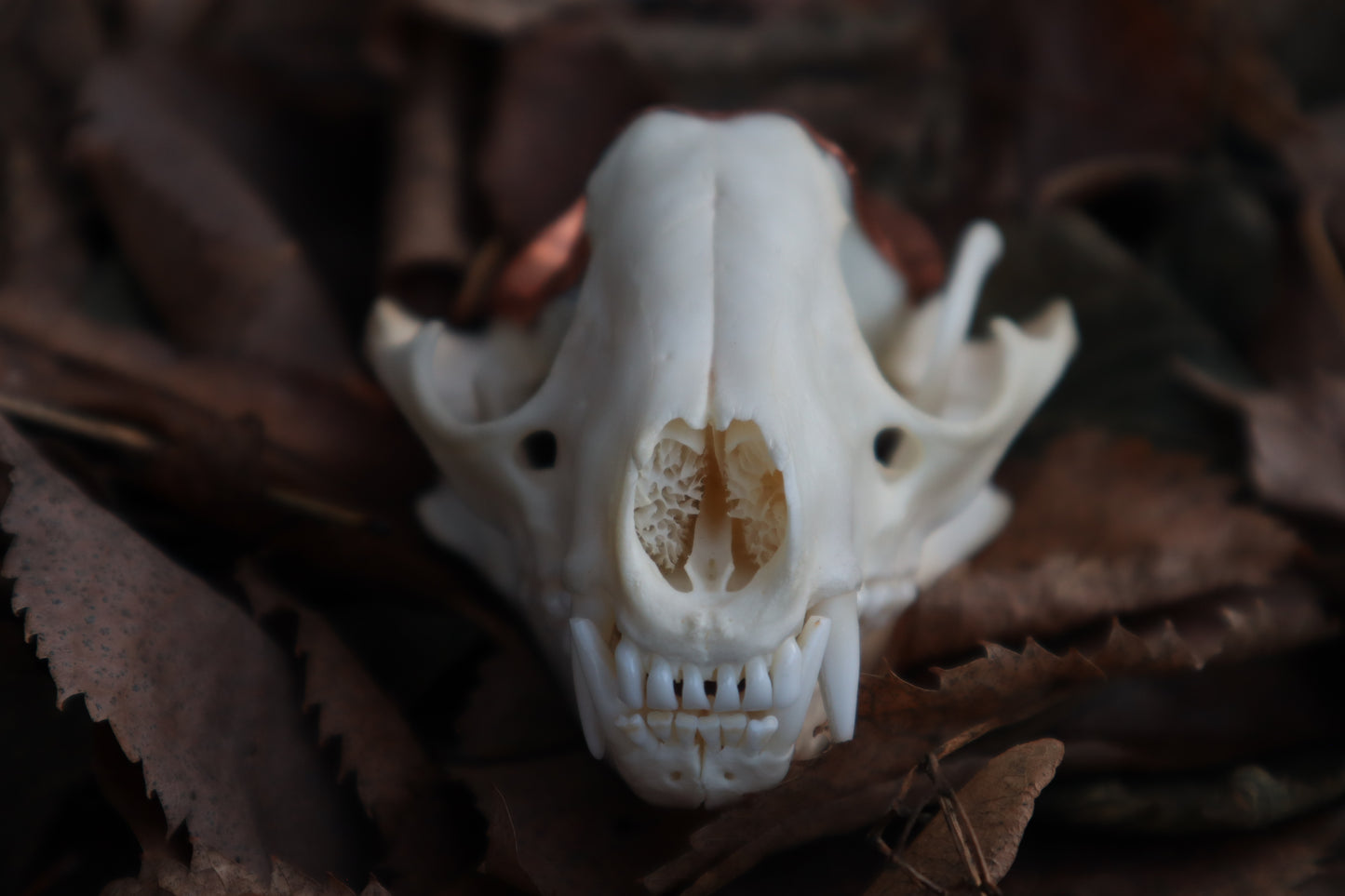 Copper Raccoon Skull Offering Bowl