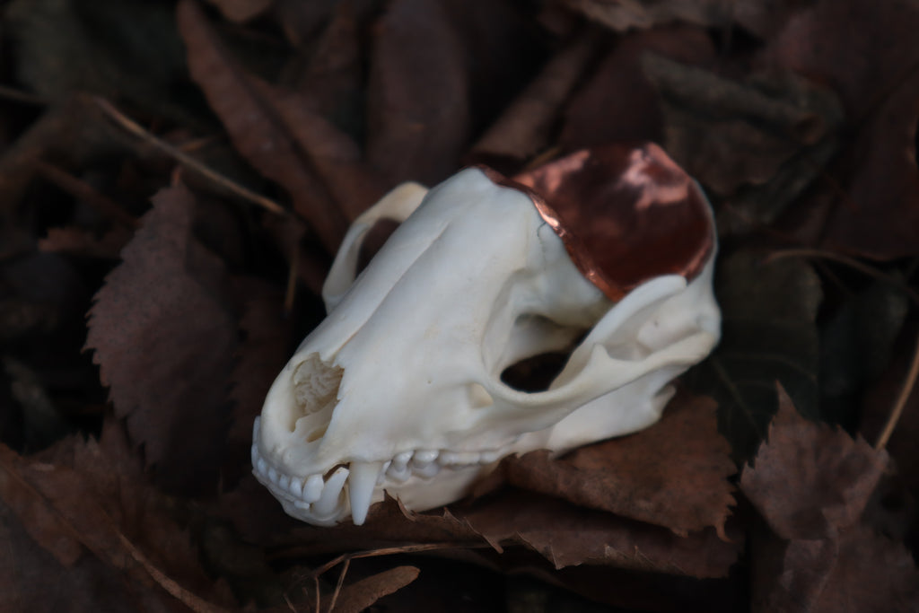 Copper Raccoon Skull Offering Bowl