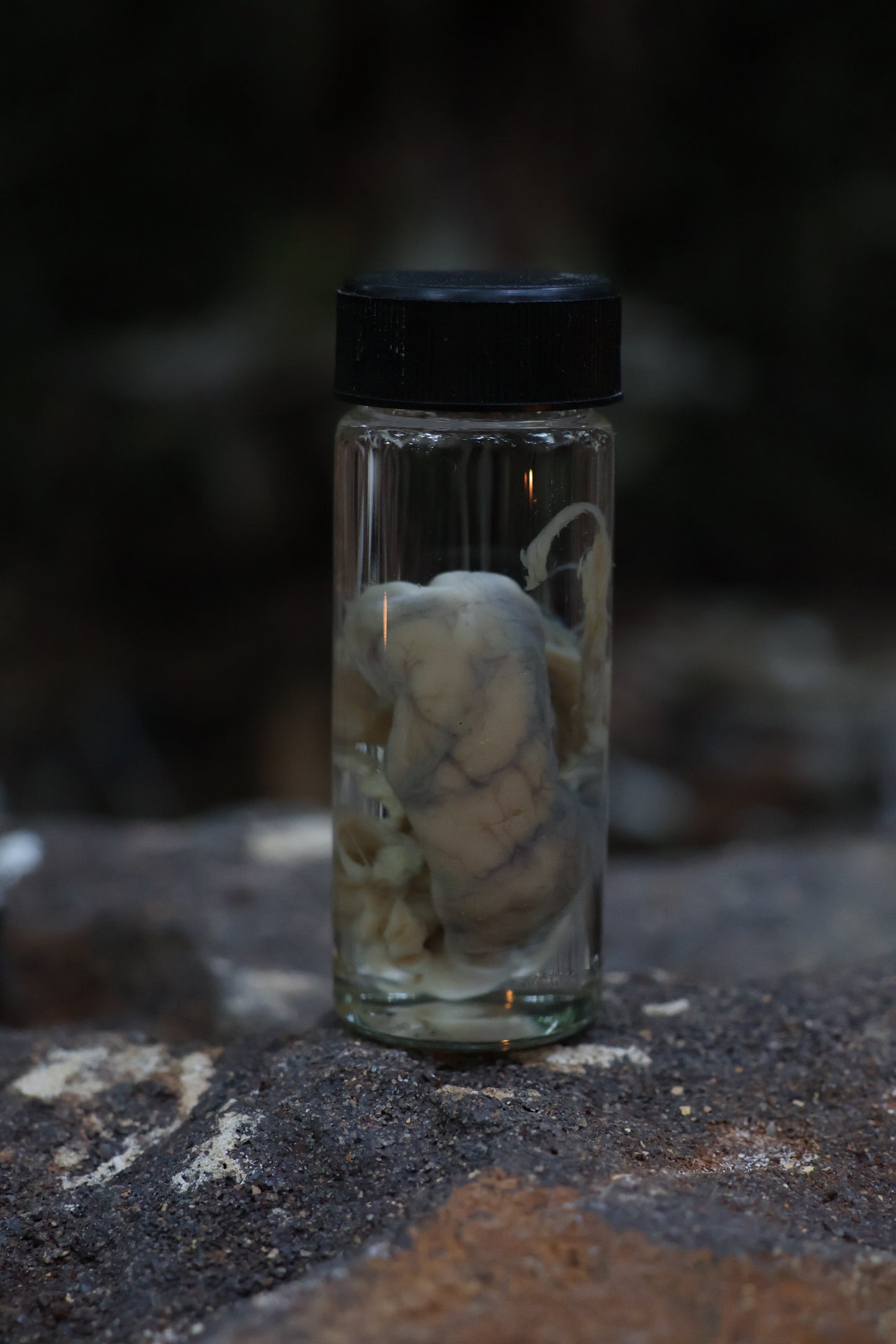Reserved for Karen - Wet Specimen Coyote Brains