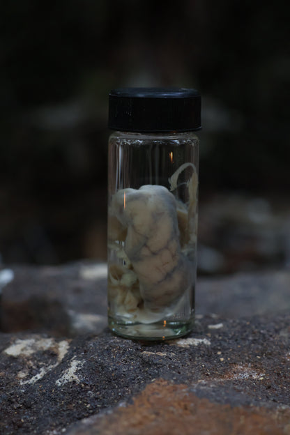 Reserved for Karen - Wet Specimen Coyote Brains