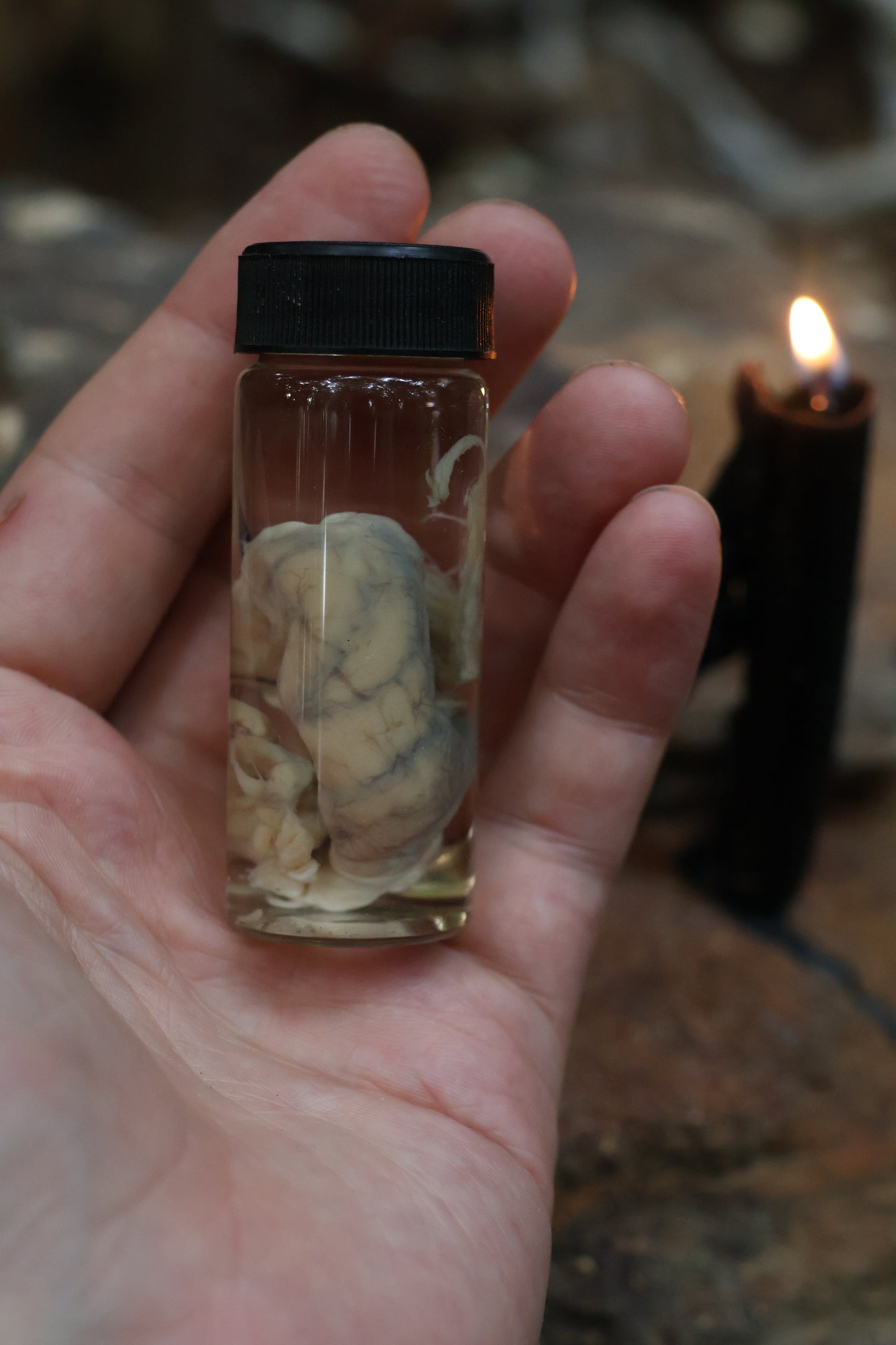 Reserved for Karen - Wet Specimen Coyote Brains