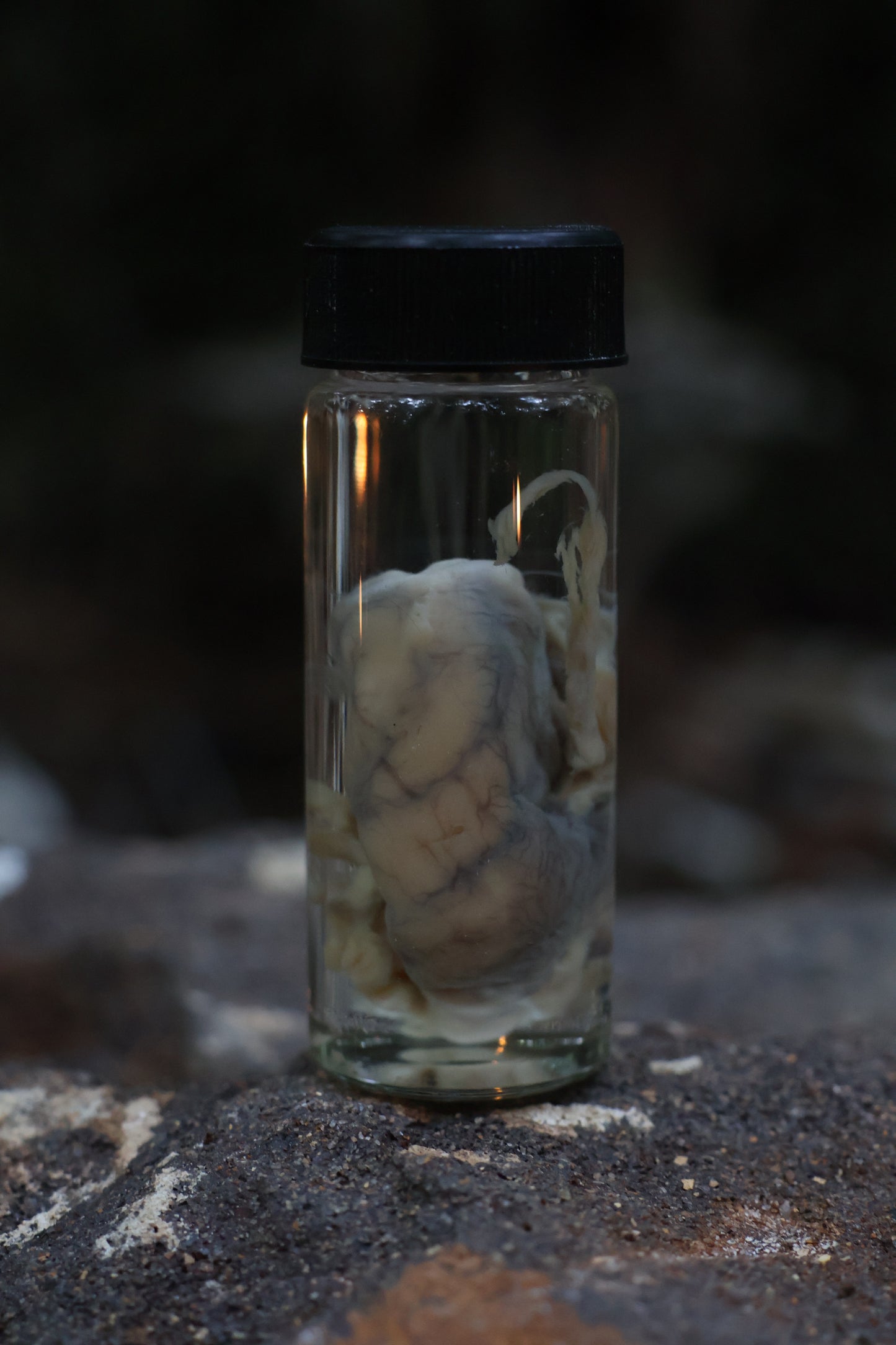 Reserved for Karen - Wet Specimen Coyote Brains