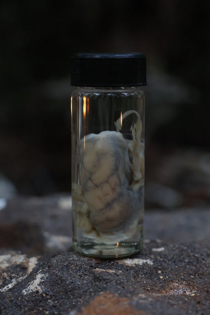 Reserved for Karen - Wet Specimen Coyote Brains