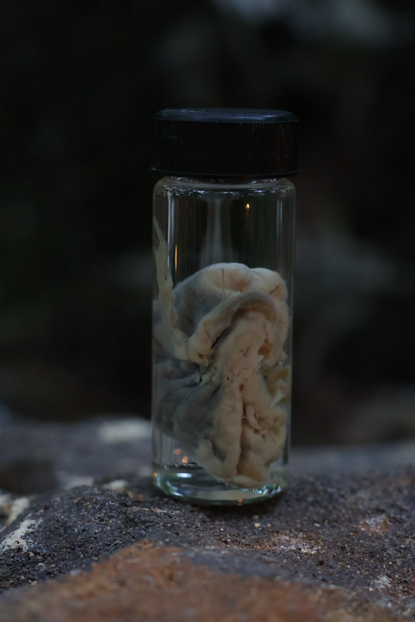 Reserved for Karen - Wet Specimen Coyote Brains