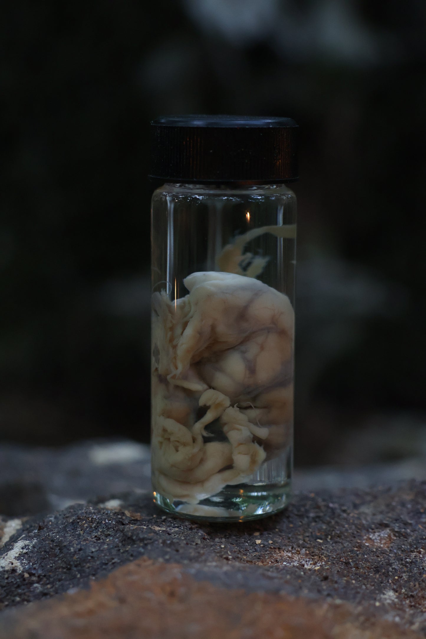 Reserved for Karen - Wet Specimen Coyote Brains