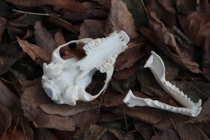 Copper Raccoon Skull Offering Bowl