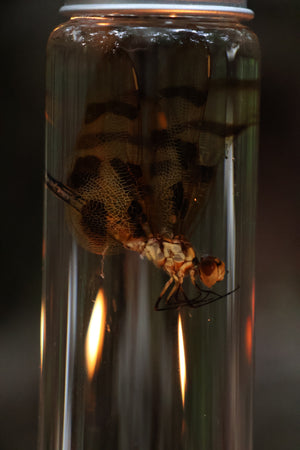 Wet Specimen Dragonfly
