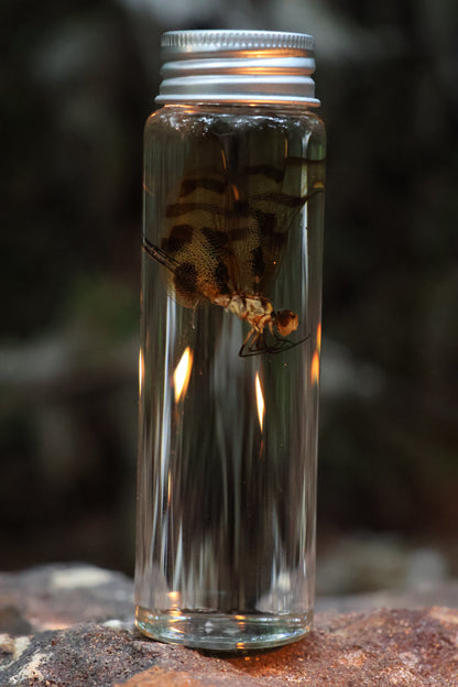 Wet Specimen Dragonfly