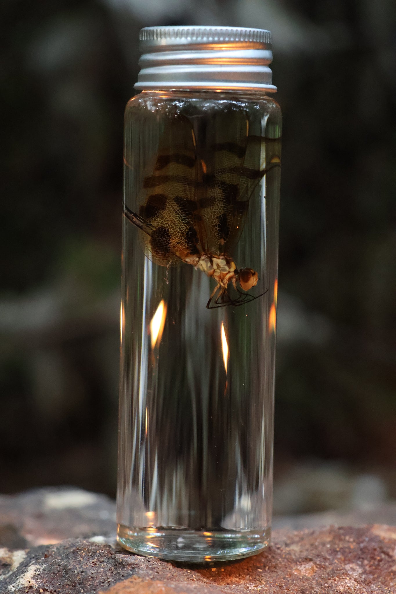 Wet Specimen Dragonfly