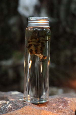 Wet Specimen Dragonfly