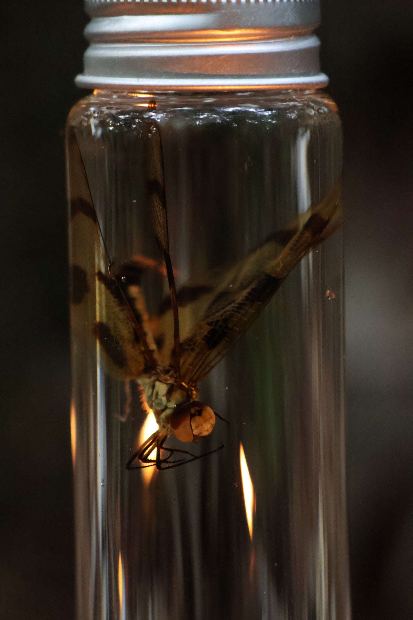 Wet Specimen Dragonfly