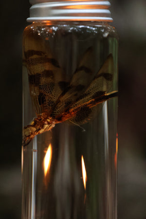 Wet Specimen Dragonfly