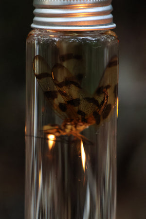 Wet Specimen Dragonfly