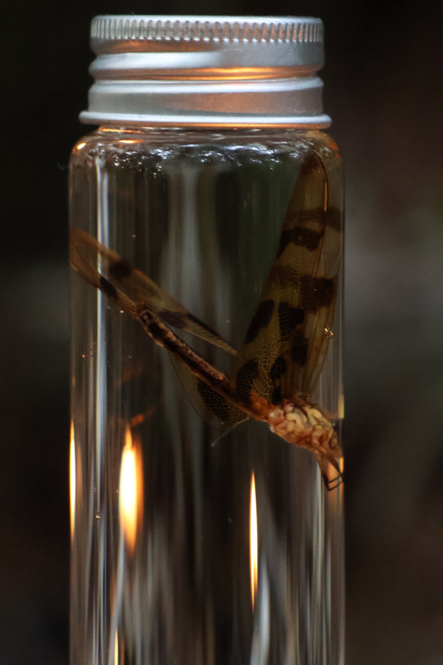 Wet Specimen Dragonfly