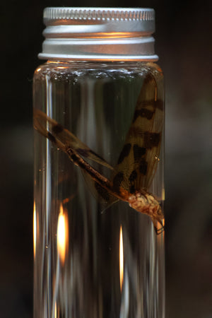 Wet Specimen Dragonfly