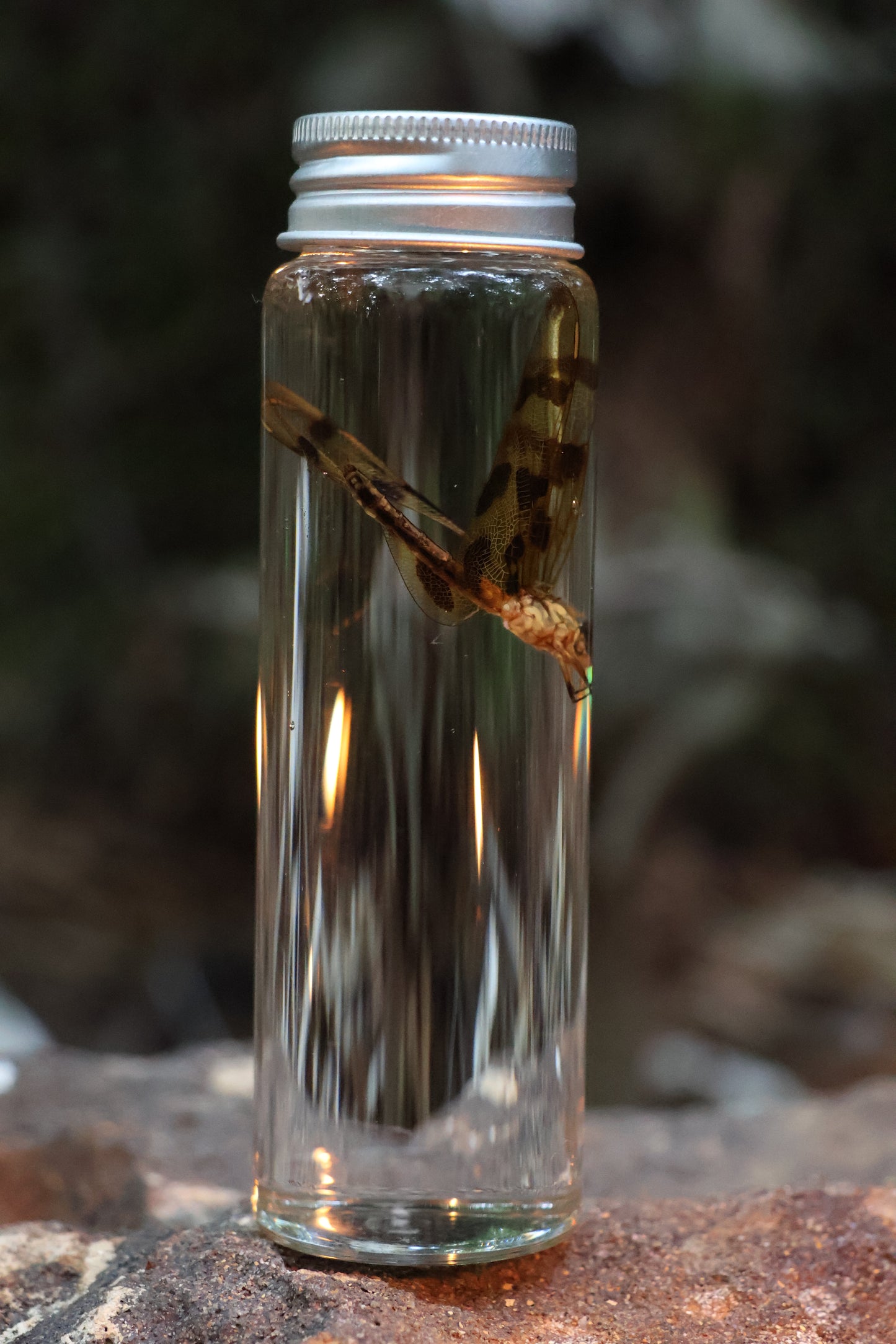 Wet Specimen Dragonfly