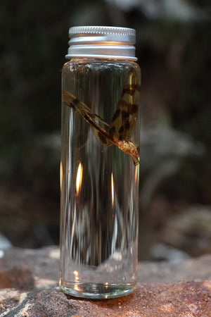 Wet Specimen Dragonfly
