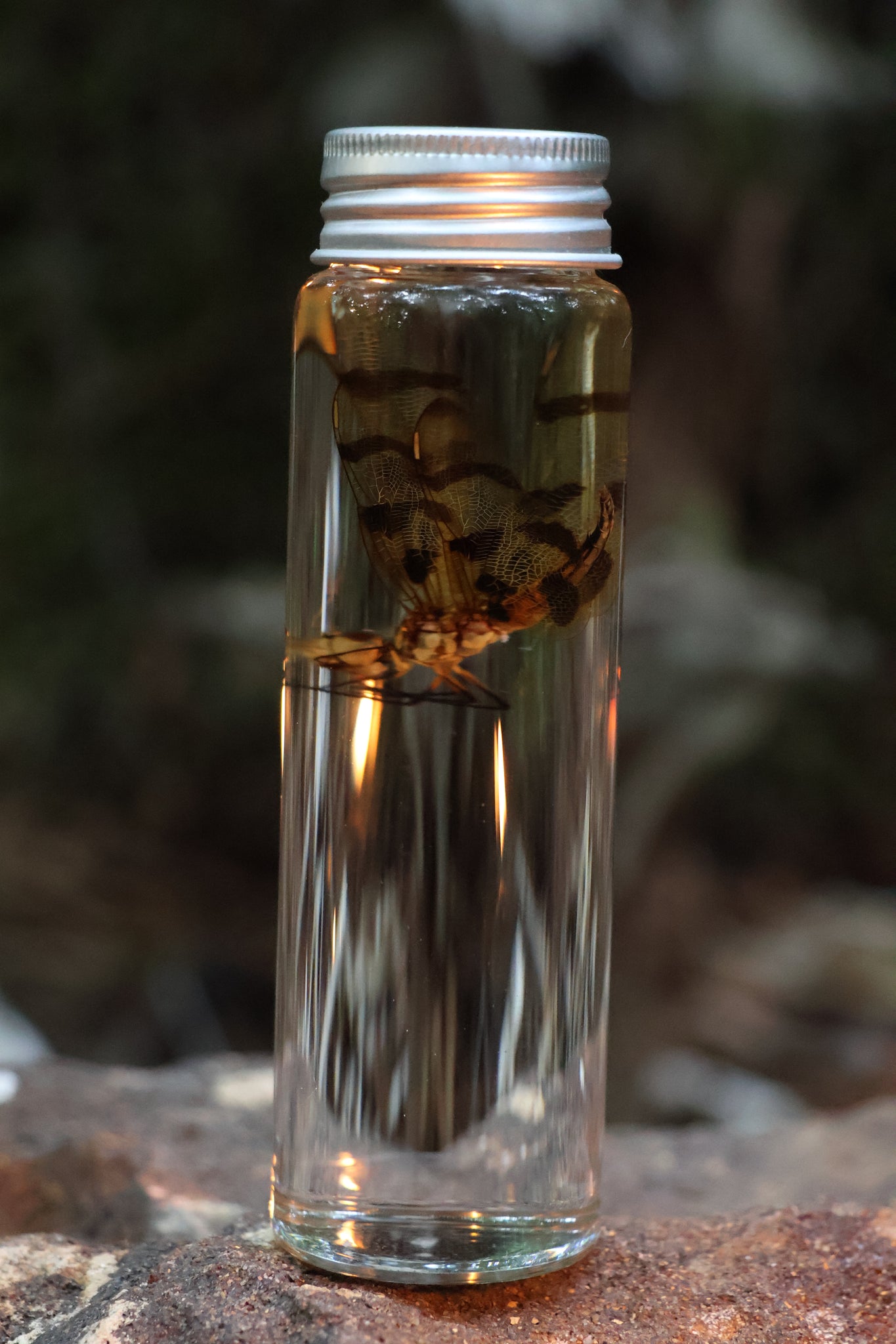 Wet Specimen Dragonfly