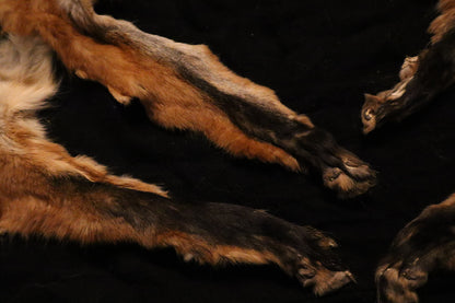 Craft Red Fox Arms