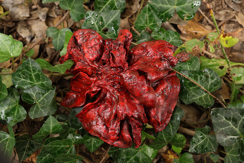 Dry Preserved Coyote Lungs