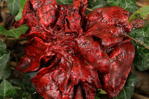 Dry Preserved Coyote Lungs