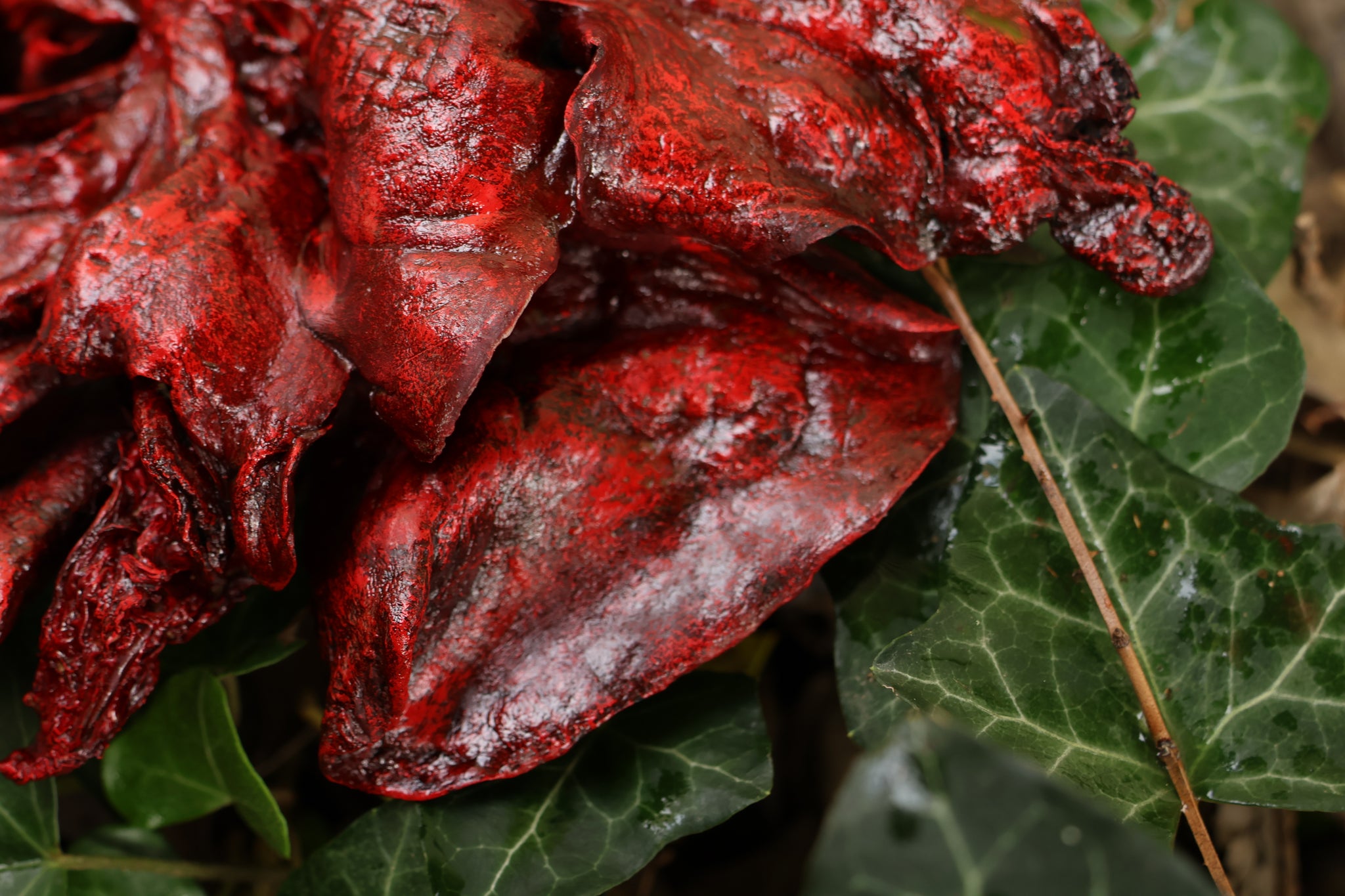 Dry Preserved Coyote Lungs