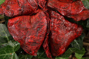 Dry Preserved Coyote Lungs