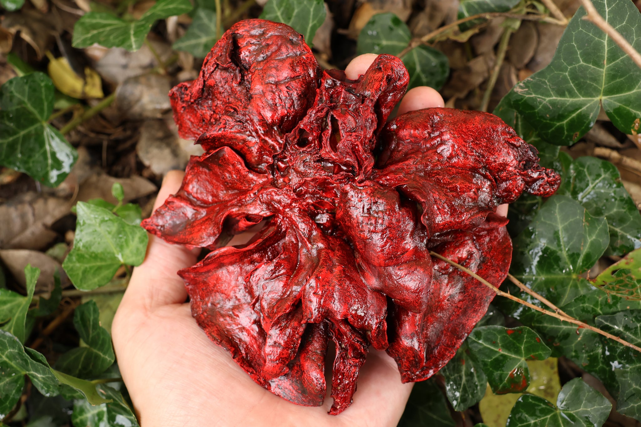 Dry Preserved Coyote Lungs