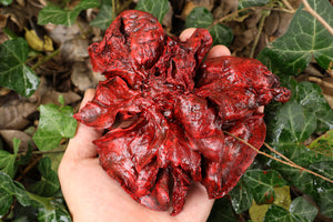 Dry Preserved Coyote Lungs