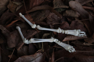 Kitten Skeleton