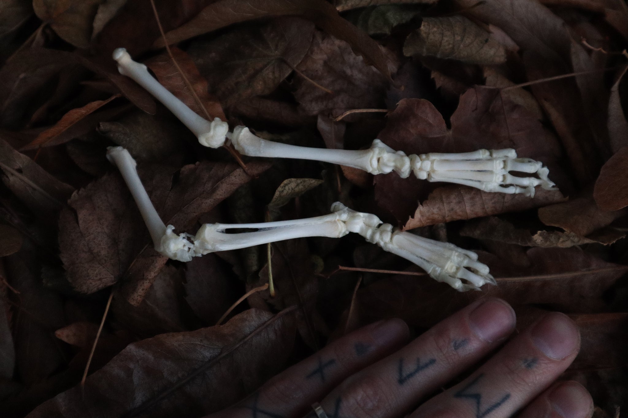 Kitten Skeleton