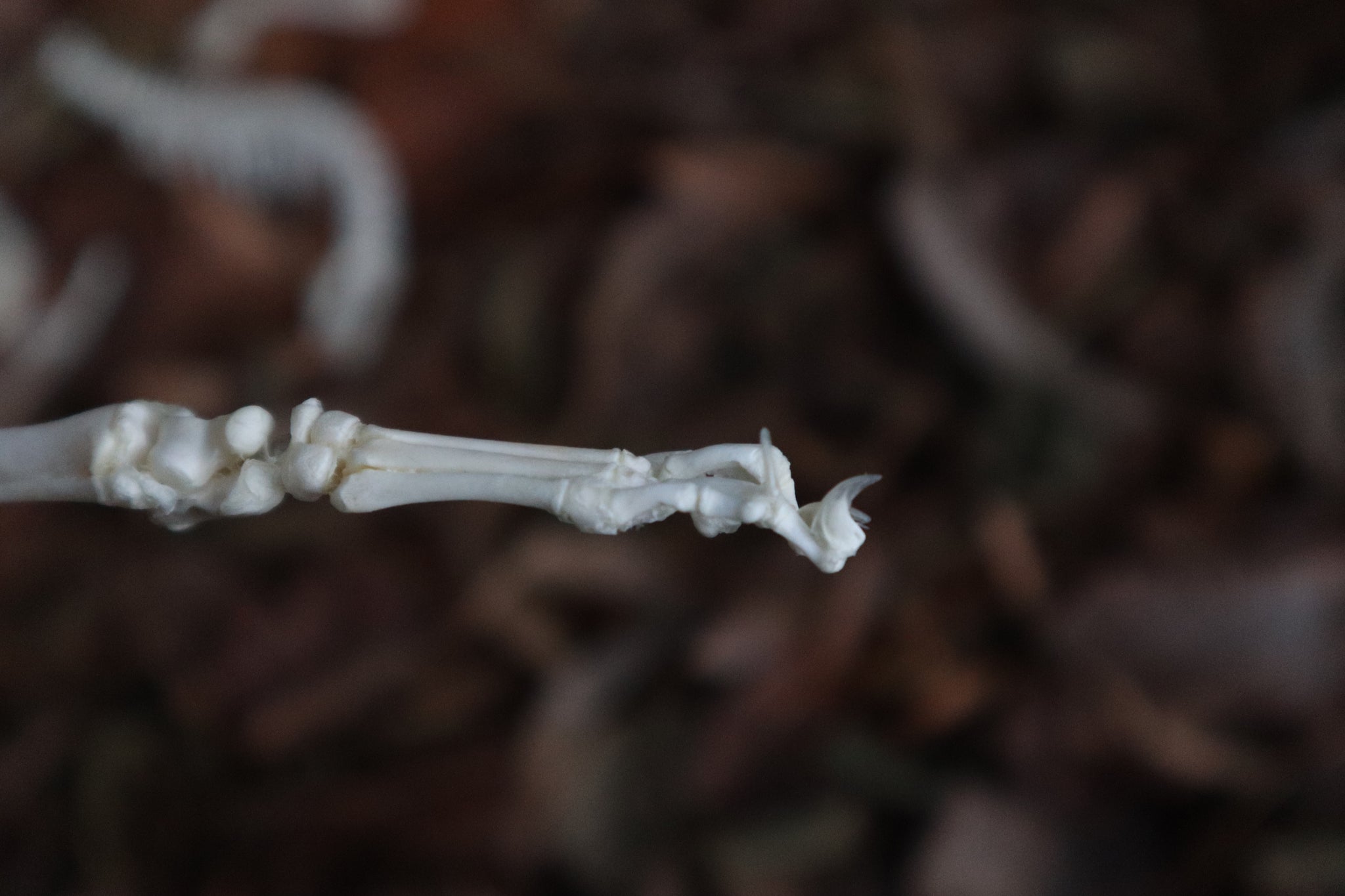 Kitten Skeleton