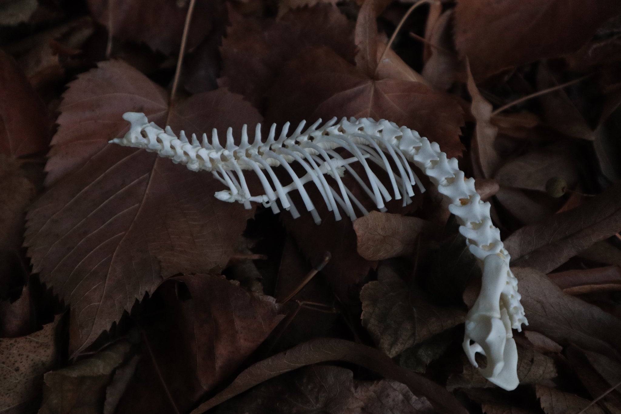 Kitten Skeleton